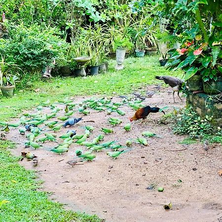 Bird House Homestays Tangalle Esterno foto