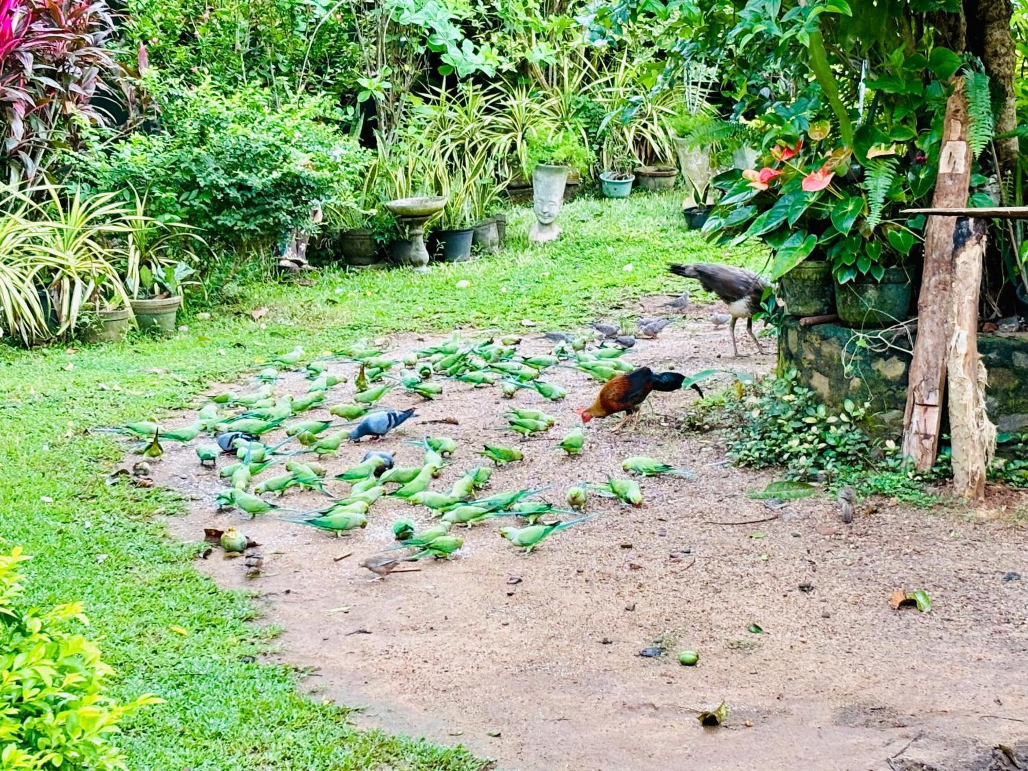 Bird House Homestays Tangalle Esterno foto